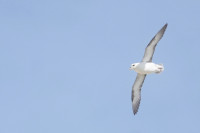 White Cliffs of Dover